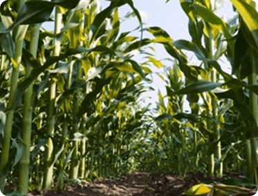 Mutual Benefits Assurance positions to support livestock, crop farmers in flood–prone areas.